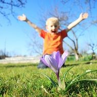 crocus and joyful child in the meadow