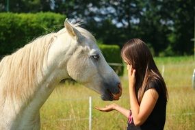 white Horse Stallion