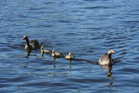 gray geese on the water