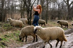 Girl and Sheep