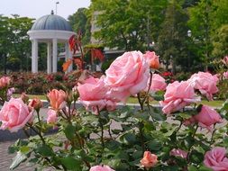 madly beautiful France Rose