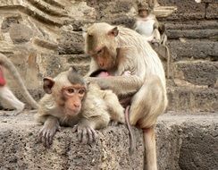 Monkeys in Lampang,Thailand