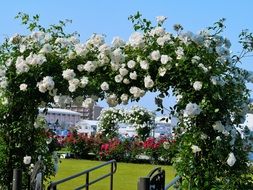 picture of the white roses on a arch in Verny Park
