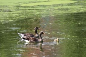 family of greylag geese is swimming in a pond