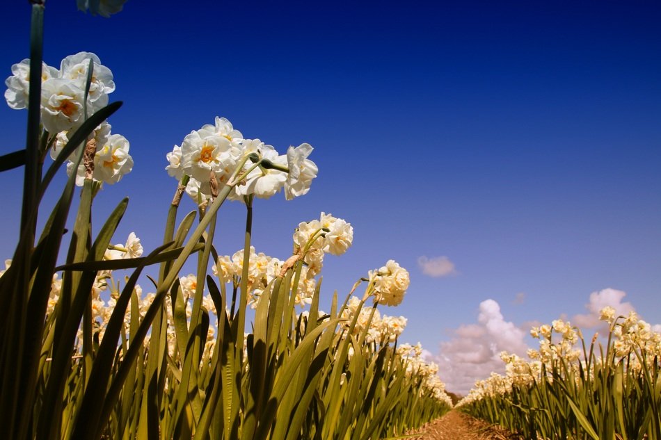 field of white daffodils against the blue sky