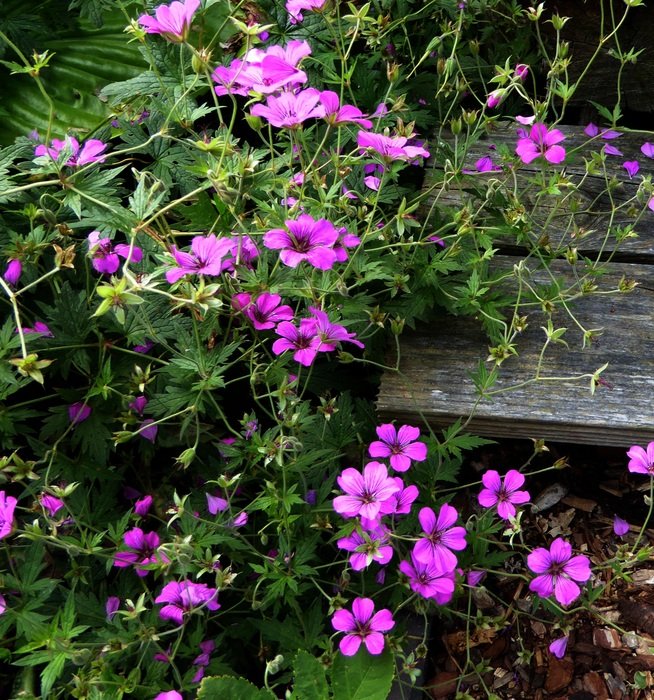 Picture of purple Small Flowers