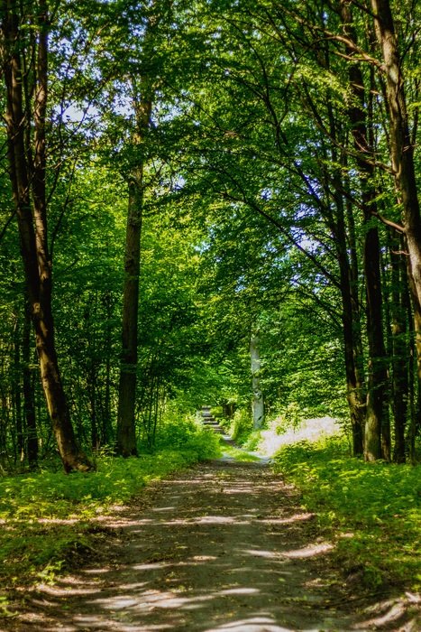 path in the play of light and shadow in the forest