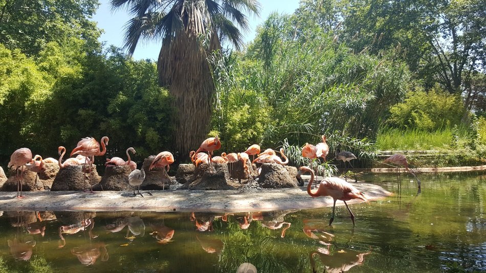 Flamingos in the water in the zoo