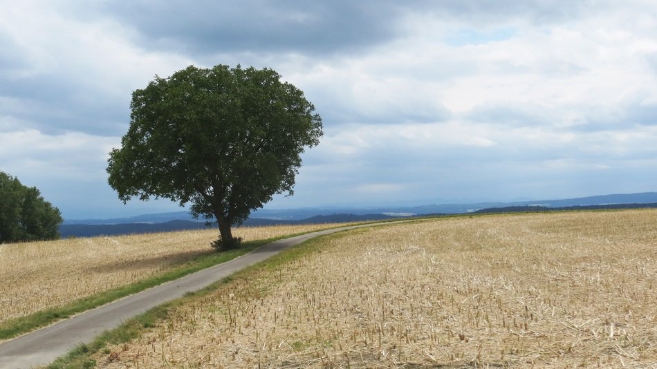 trail through fields along a tree