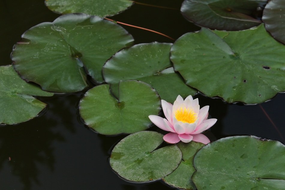 water lily in dark water on a pond