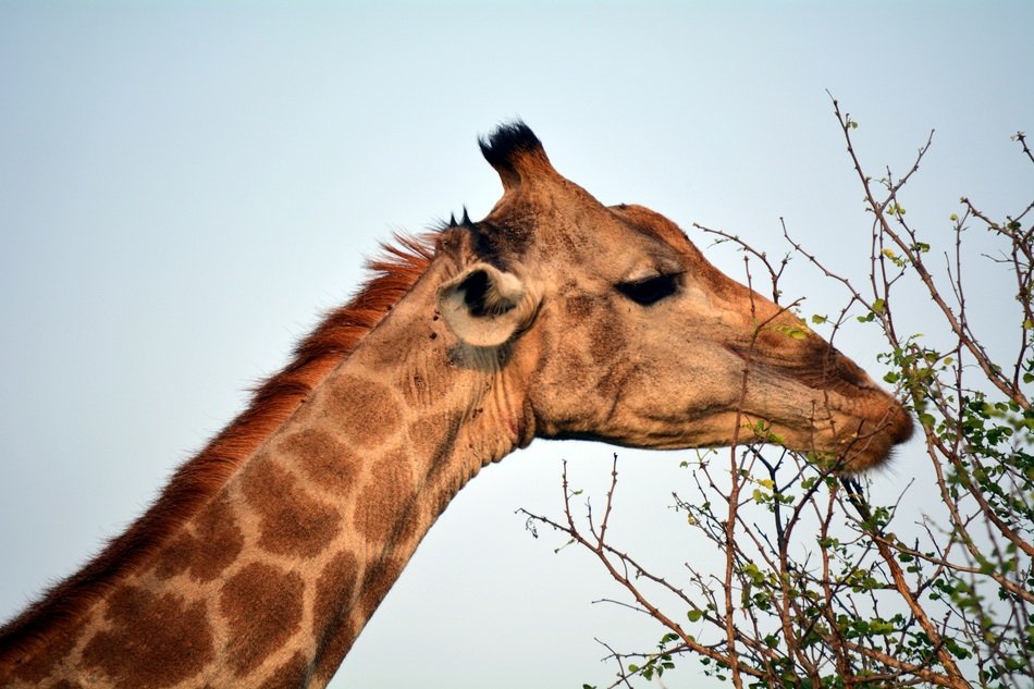 giraffe in profile in a park in africa