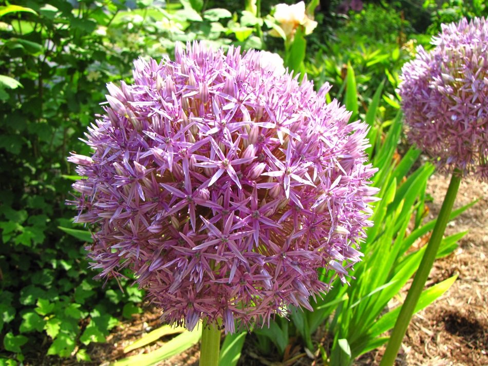 spherical flowering of allium
