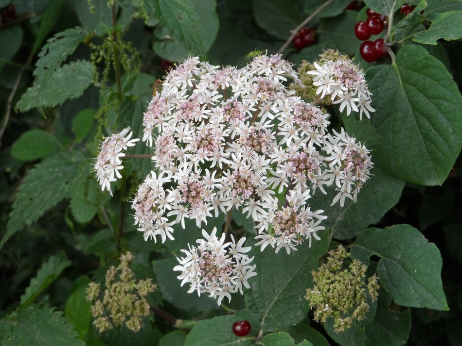 lush inflorescence of hogweed