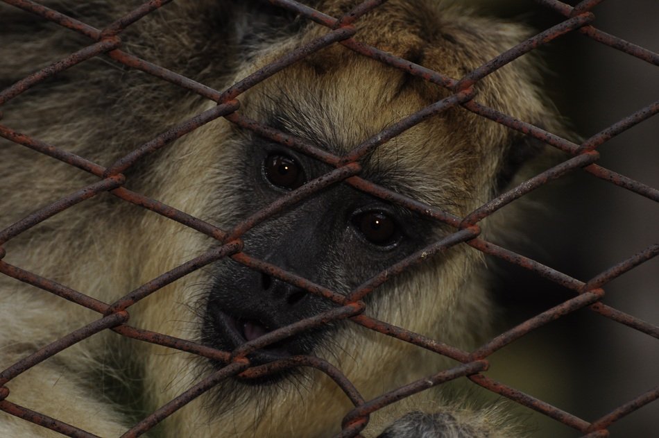 picturesque and pretty Macaco