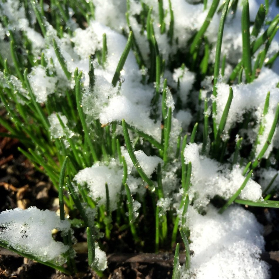 snow on green grass