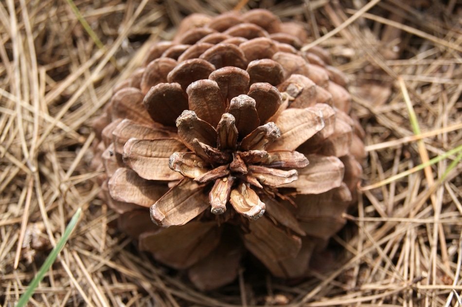 picturesque and pretty Cone
