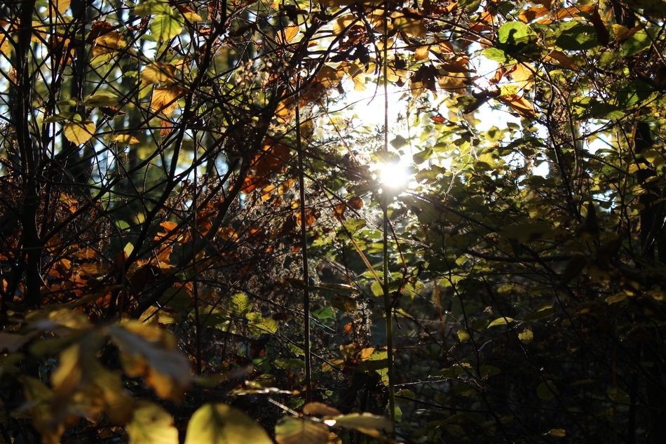 autumn foliage in the forest in bright sunlight