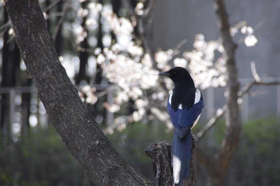 Magpie or Pica pica
