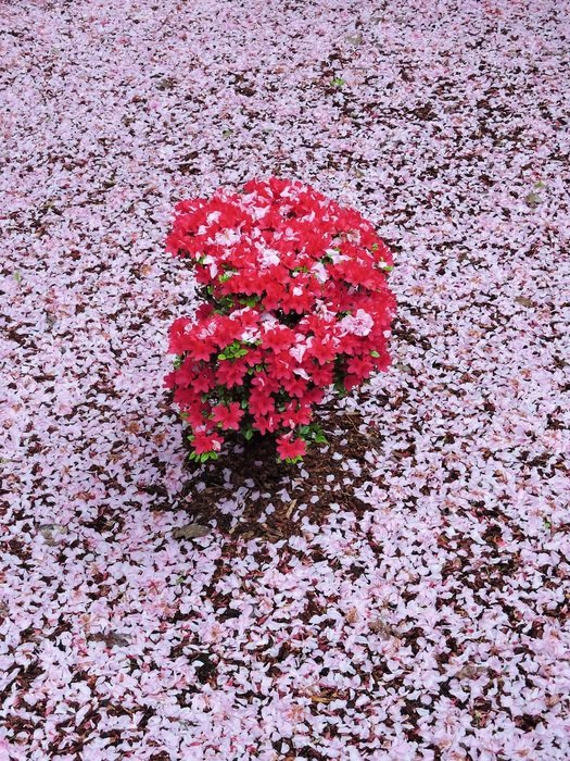 faded tree petals on ground