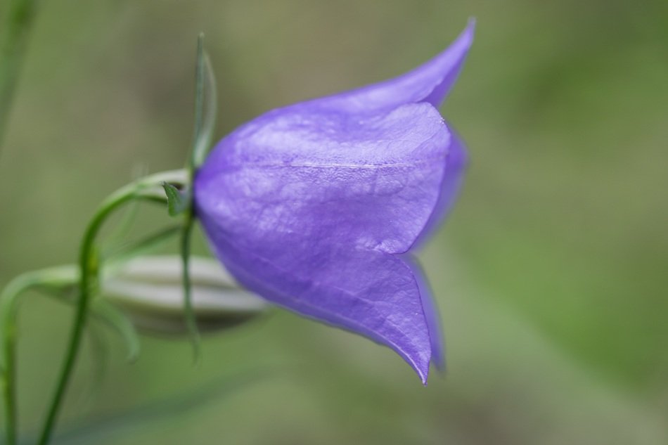 Macro Picture of the purple flower