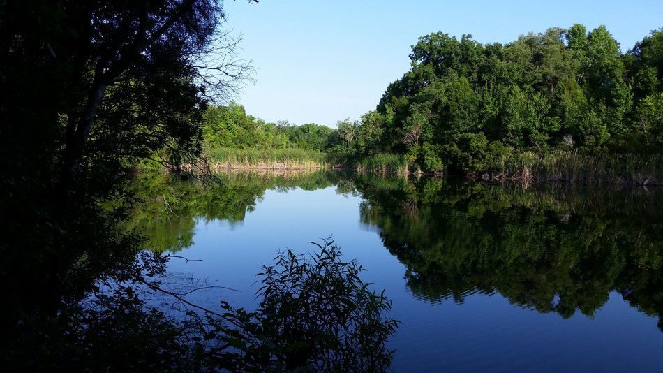 green trees and bushes near the lake