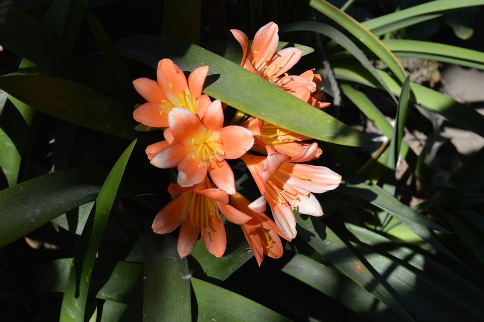 orange flowers in the sunlight