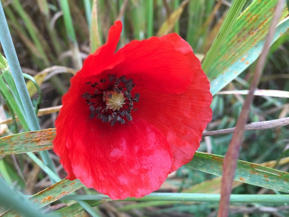Poppy Naturaleza