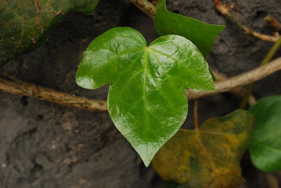 shiny young leaf on a branch
