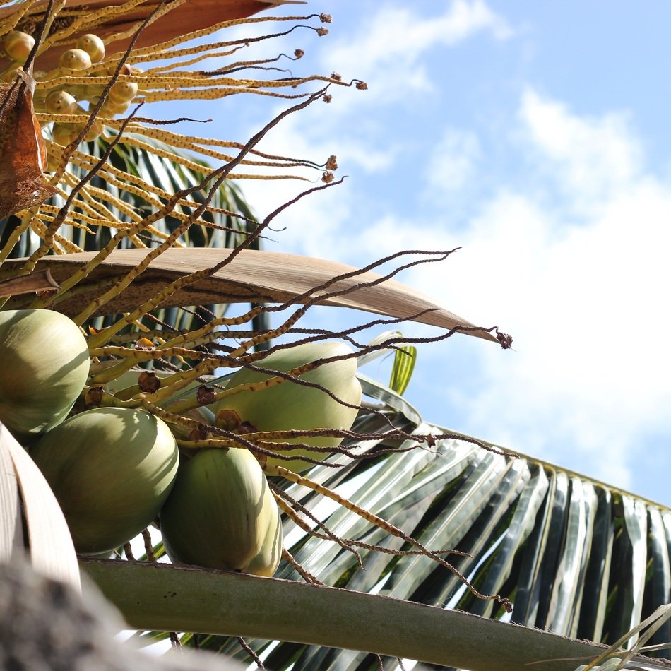 coconut tree with fruits close up