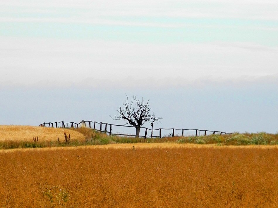 Landscape Pen Tree