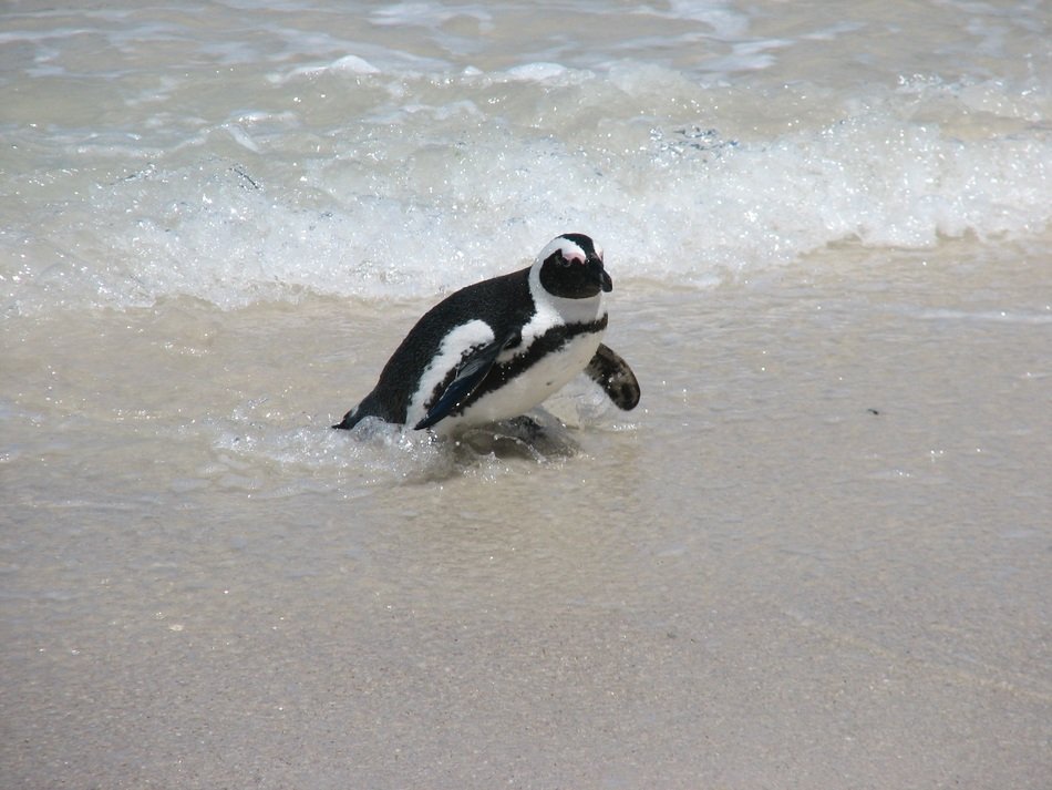 penguin on the beach by the ocean