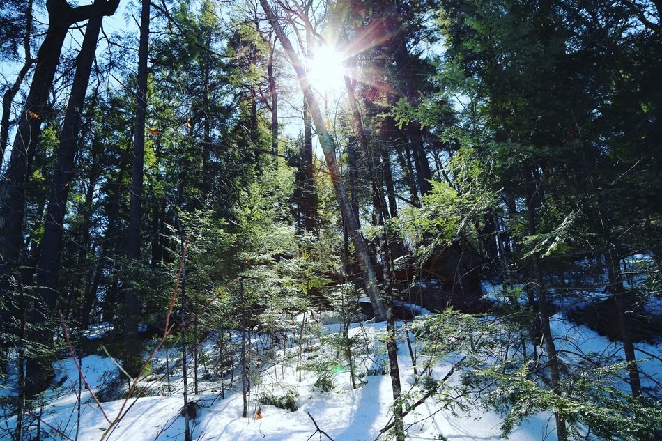 winter Sunny forest