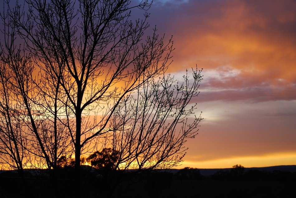 trees without leaves on sunset background