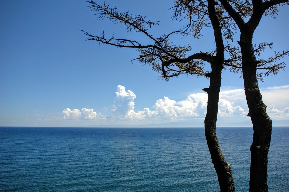 trees on the shore of Lake Baikal in Russia