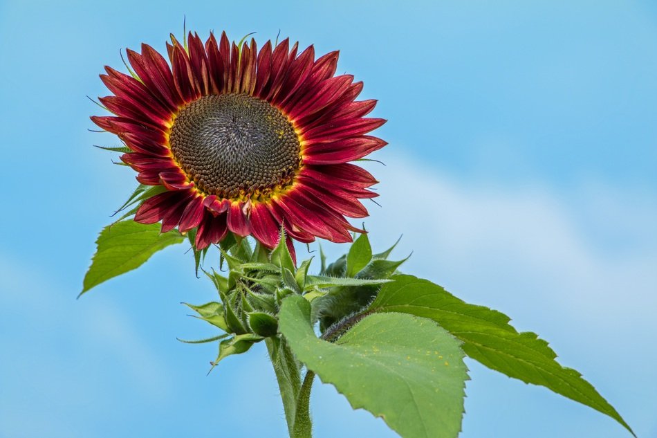 red sunflower against sky background