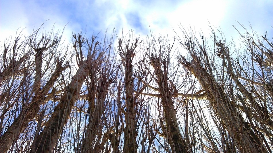 trees without foliage against the sky in white clouds