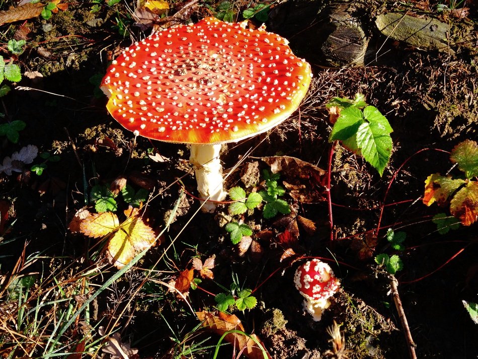 Amanita as a decoration of the forest