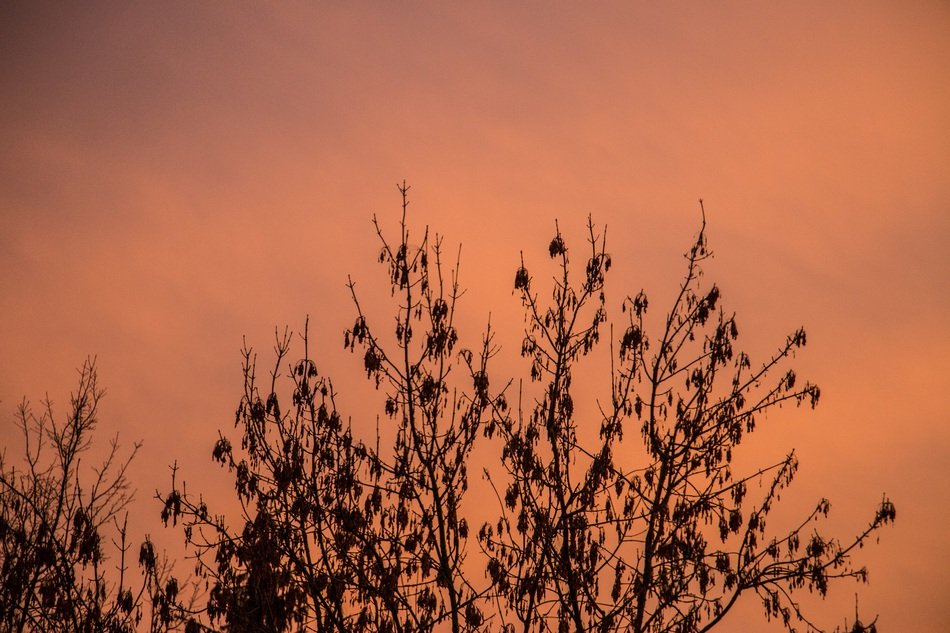 silhouettes of tree in red twilight