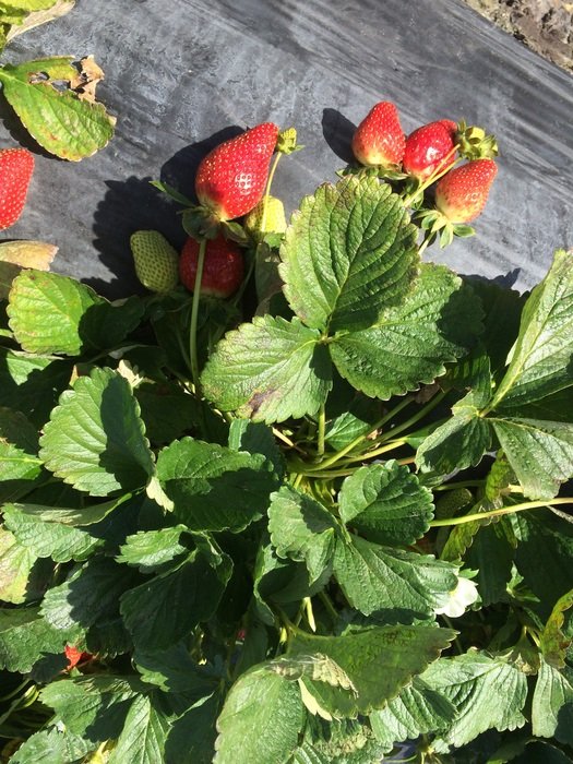 strawberry bush with ripe berries on a wooden flooring