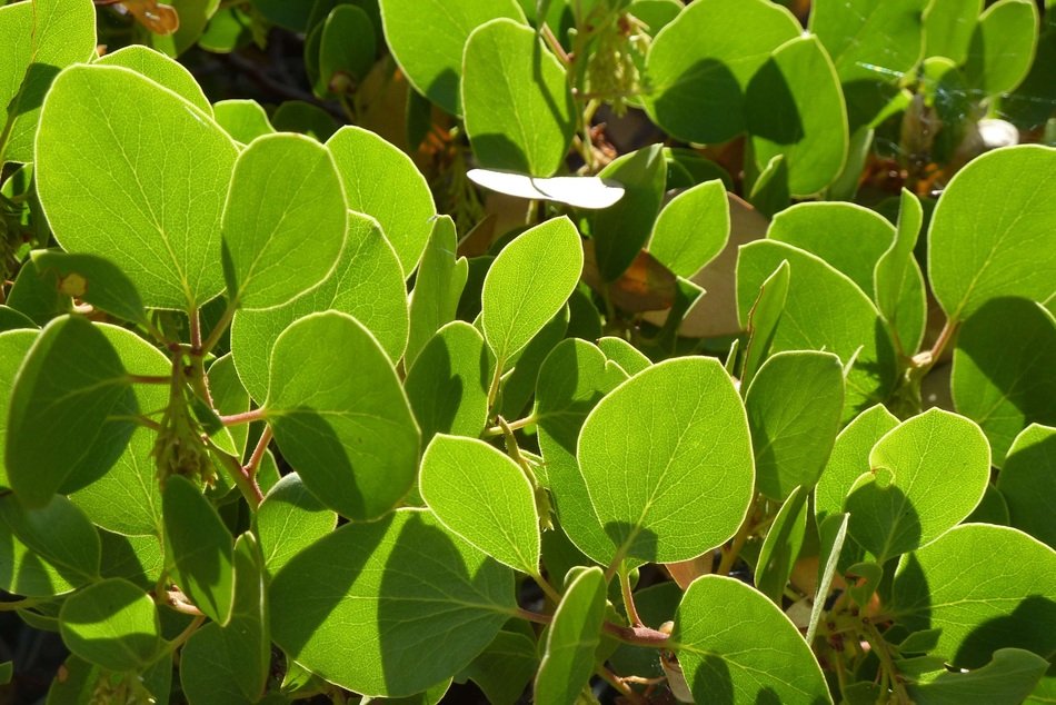 A lot of manzanita leaves in a garden