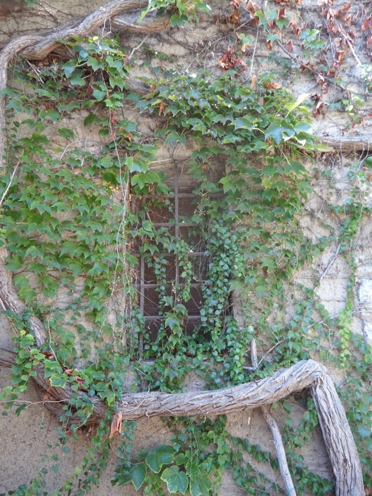 overgrown with vines window