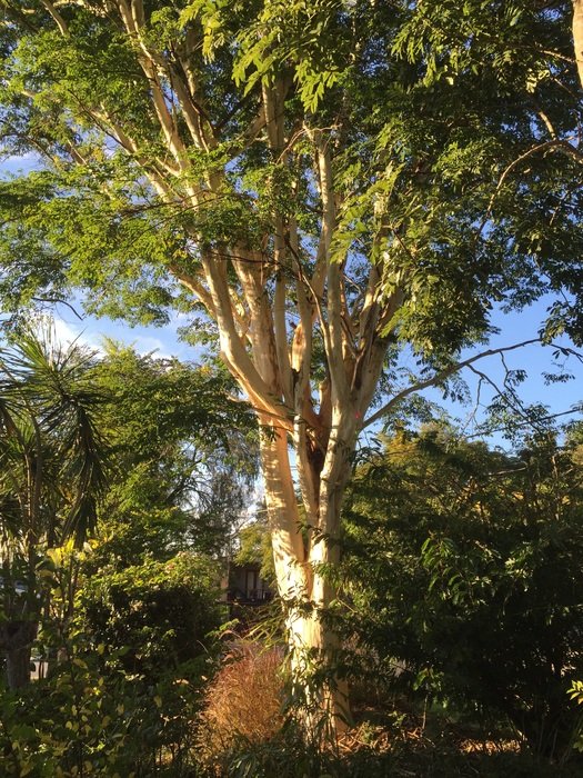 leopard tree in the sunlight