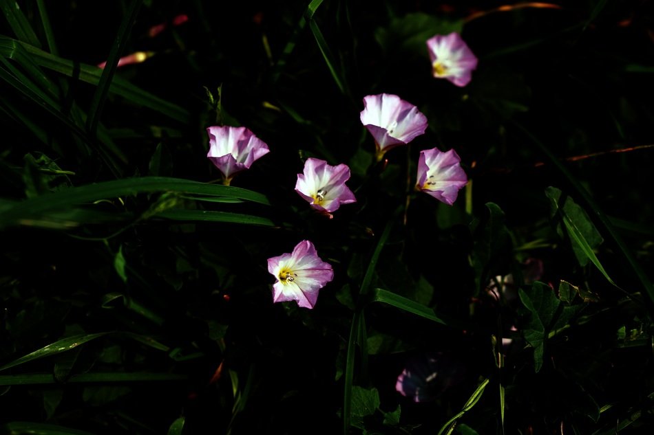 Pink and white Bellflowers
