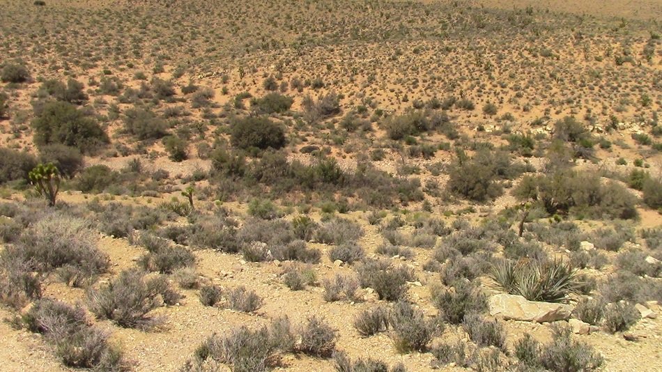 cacti in redrock canyon