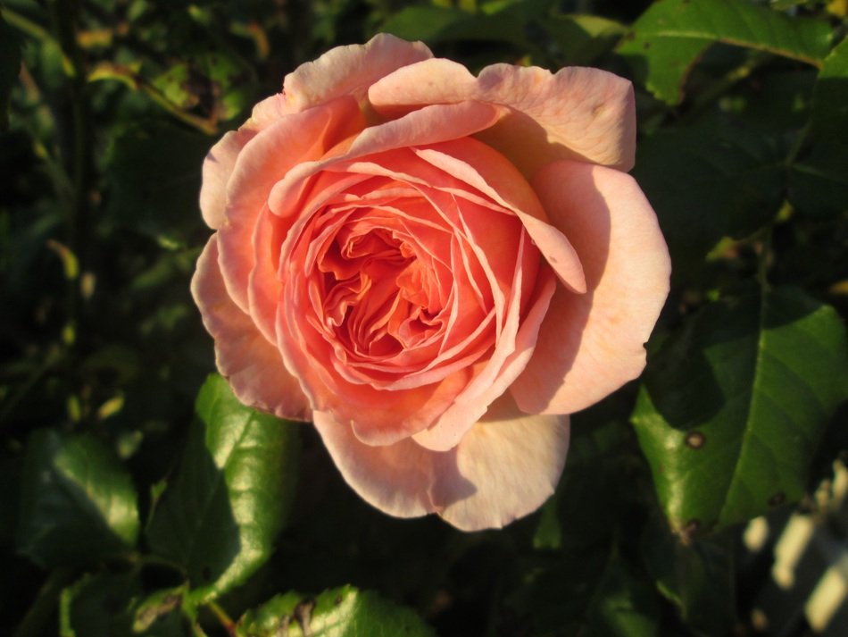 tea rose in the summer garden