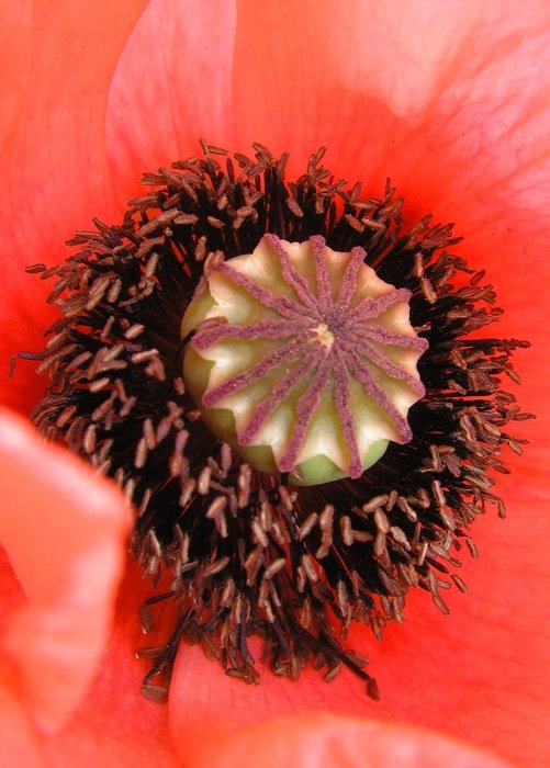 picturesque and pretty Poppy