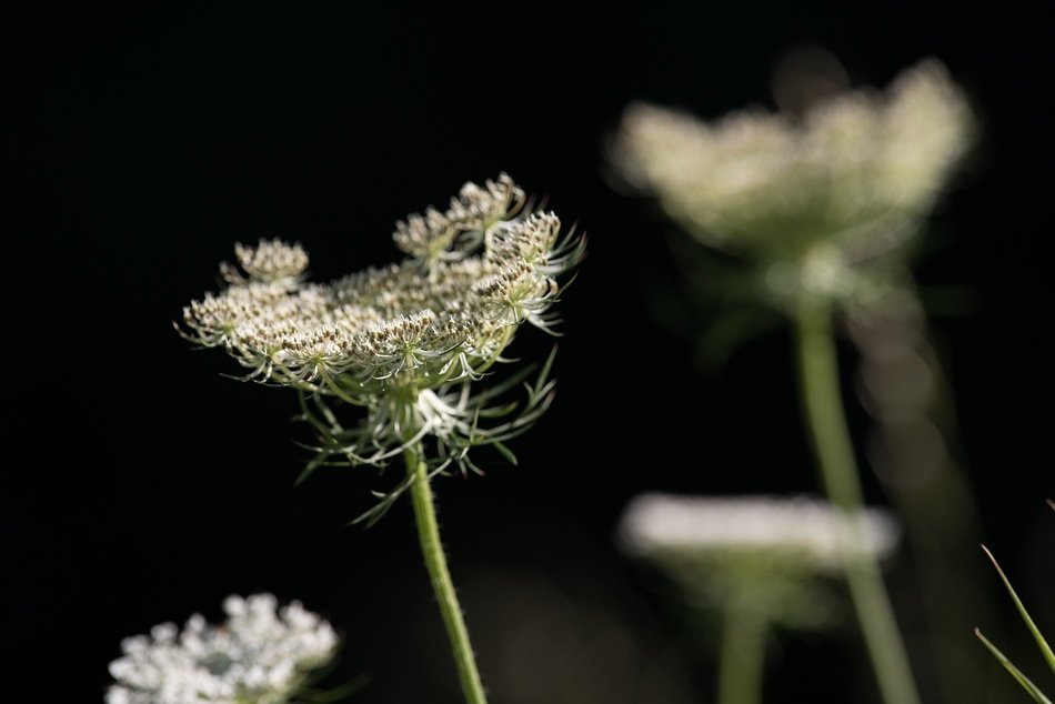 inflorescences of wild carrots close-up