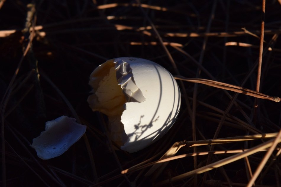 eggshell among the branches in the dark
