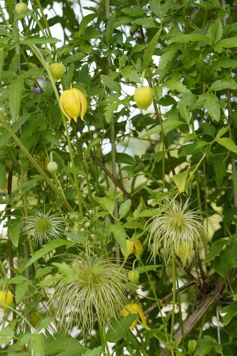 Clematis or Yellow Waldrebe