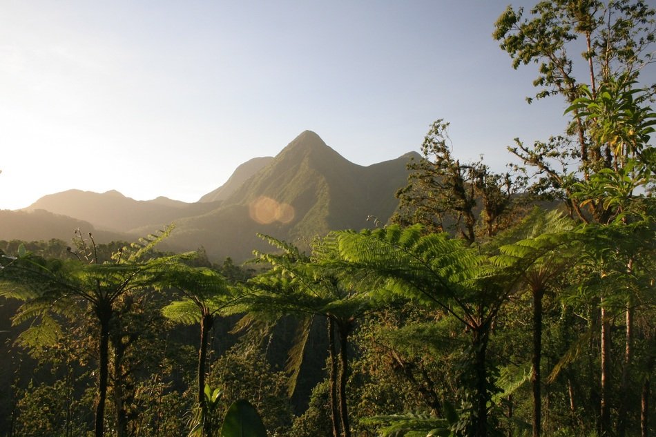 Beautiful landscape with the mountains behind the palm and other trees in light